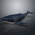 Whale 3D Model With Dark Blue Skin On Gray Background And Soft Lighting