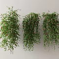 Modern Vine 3d model
