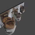 Three Ancient Skull Specimens of Various Sizes Displayed on Exhibition Platform