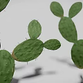 Realistic Green Cactus 3D Model With Multiple Flat Pads On White Background 3d model