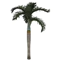 Tall Tropical Palm Tree With Green Fronds And Textured Trunk