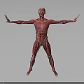 Human Muscle Organ Anatomy 3D Model With Extended Arms And Detailed Body Muscles