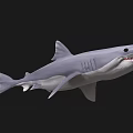 Gray Shark With Open Mouth And Sharp Teeth In Dark Background 3d model