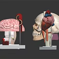 Abdominal Organs Anatomical Model Display With Skull Brain Leg And Heart Models On Stands