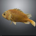 Vibrant Orange Fish With Unique Body Structure And Detailed Fins Isolated On Gray Background