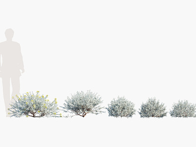 Modern shrubs 3d model