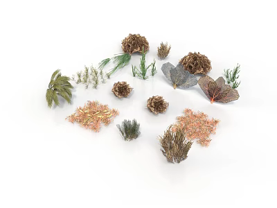 Various Types of Dried Plants with Leaves Branches and Natural Forms 3d model