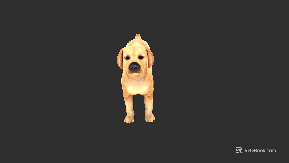 Small Cute Yellow Puppy Standing Against Black Background With Curious Look 3d model 