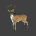 Brown Deer With White Underbelly and Large Antlers Standing Upright 3d model