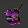 Stunning Single Purple Orchid in Glass Vase with Green Stem Yellow Center and Dark Background