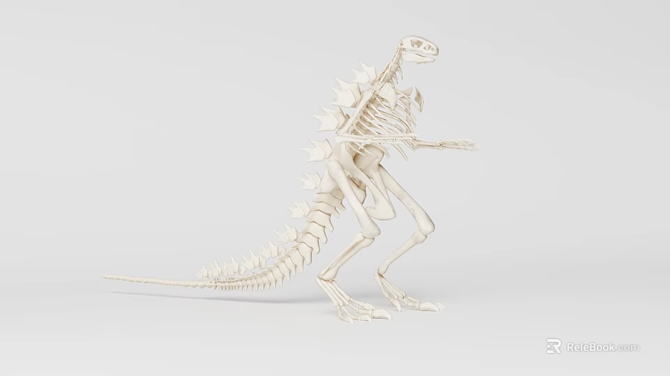 Dinosaur Skeleton Model With Detailed Bones In Standing Pose On White Background 3d model