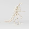 Dinosaur Skeleton Model With Detailed Bones In Standing Pose On White Background 3d model