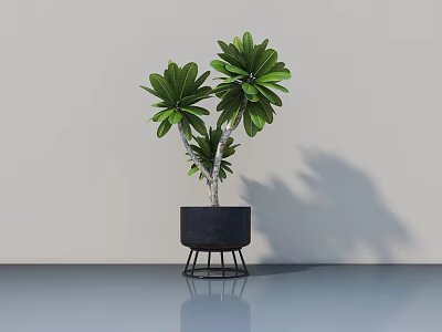 Bonsai Potted Plant With Green Leaves In Black Metal Stand Pot For Modern Interior 3d model