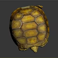 Close Up Of Yellow Orange Turtle With Detailed Shell Texture On Dark Background