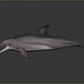 Gray Dolphin With Open Mouth Smooth Skin And Dorsal Fin Swimming In Water