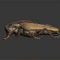 Giant Beetle With Brown Red Body And Long Antennae On Dark Background