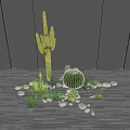 Tall Cactus And Barrel Cactus With Small Stones Green Plants On Gray Wooden Floor