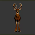 Brown Deer With White Spots And Antlers Standing On Gray Background