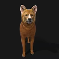 Detailed Realistic Brown Dog 3D Model With Upright Ears Standing Pose