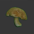 Fresh Edible Mushroom With Rounded Brown Cap And Firm Stem For Cooking Ingredients