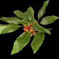 Fresh Green Leafy Plant with Vibrant Red Small Fruits Isolated on Black Background