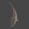 Realistic Shark 3D Model with Detailed Features and Swimming Pose on Black
