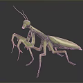 Realistic Green Mantis Featuring Detailed Body Structure Long Forelegs And Antennae