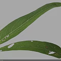 Green Leaves With Visible Veins And Holes On White Background With Shadows