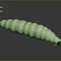 White Caterpillar With Orange Vein Like Patterns Red Head And White Antennae