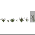 Various Flowering Shrub Varieties with Different Sizes on White Background