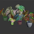 Green Monstera Plants With Large Leaves In Various Colored Potted Containers For Home Decor