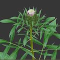 Lush Green Plant with Long Branches Fresh Leaves and Unopened Bud