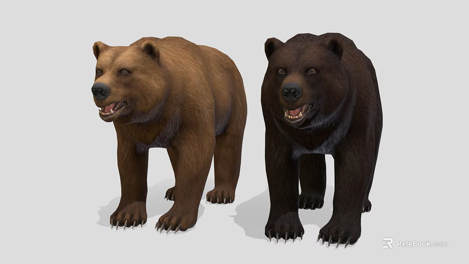 Two Brown and Black Bears Standing with Open Mouths on Gray Background 3d model