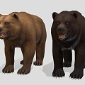 Two Brown and Black Bears Standing with Open Mouths on Gray Background 3d model