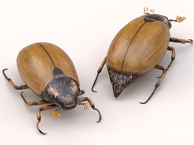 Flying Insects Two Brown Beetles With Body Details 3d model