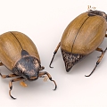 beetle beetle beetle beetle insect 3d model