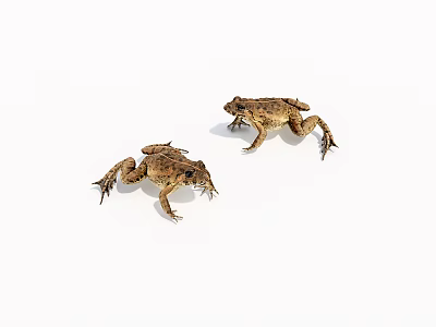 Two Realistic Brown Toads in Natural Posture on White Background 3d model