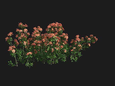 Vibrant Pink And Orange Flower Blossoms With Lush Green Leaves In Natural Garden Setting 3d model