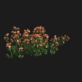 Vibrant Pink And Orange Flower Blossoms With Lush Green Leaves In Natural Garden Setting