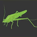 Green Grasshopper with Long Legs Standing on Dark Background Close Up View 3d model