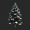 Snow Covered Arbor With Lush Green Branches And White Snow On Foliage