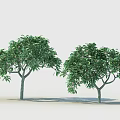 Lush Arbor Trees With Green Foliage And Natural Trunk Shadows 3d model