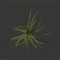 Green Herb Plant with Long Slender Leaves Yellow Stripes Dark Background Reflection and Roots