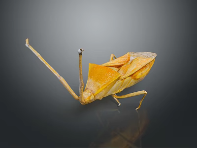 Detailed Orange Yellow Mantis With Long Legs On Dark Reflective Background 3d model