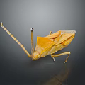 Detailed Orange Yellow Mantis With Long Legs On Dark Reflective Background