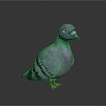 Pigeon Edible Pigeon Play Pigeon Racing Pigeon Military Pigeon Experimental Pigeon Wild Pigeon Rock Pigeon Raw Pigeon 3d model