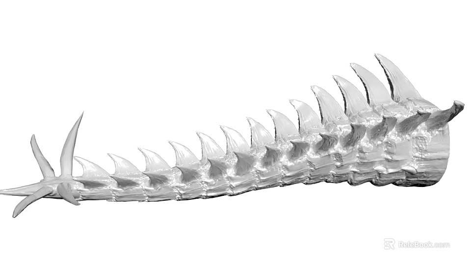 Silver White Segmented Spinal Vertebrae Model With Fan Shaped Projections Structure 3d model 