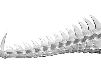 Silver White Segmented Spinal Vertebrae Model With Fan Shaped Projections Structure 3d model