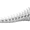 Silver White Segmented Spinal Vertebrae Model With Fan Shaped Projections Structure 3d model