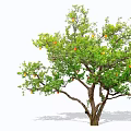 Lush Fruit Arbor With Green Leaves And Ripe Orange Fruits On Branches